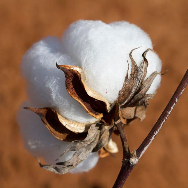 Cotton