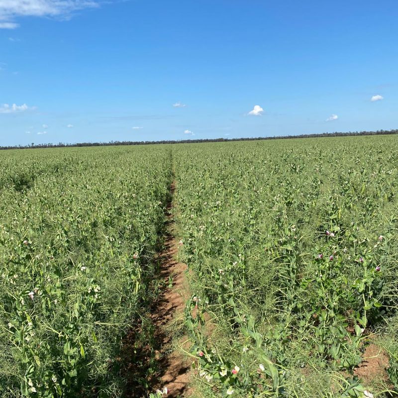 Field Peas