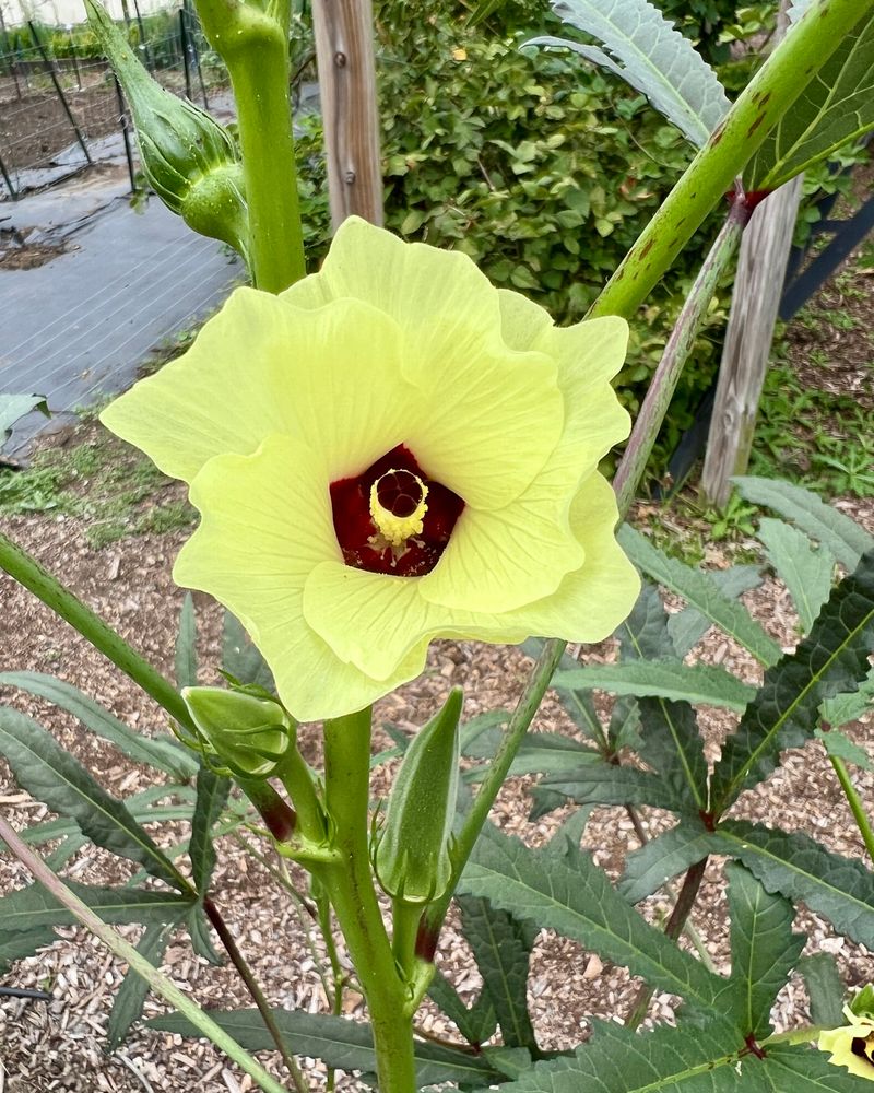Okra: The Southern Garden Staple