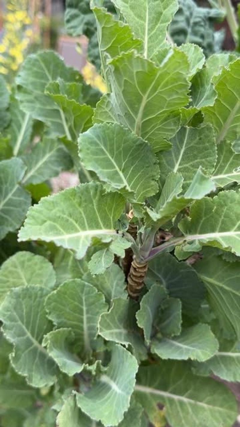 Collard Greens: The Heat-and-Cold Tolerant Green