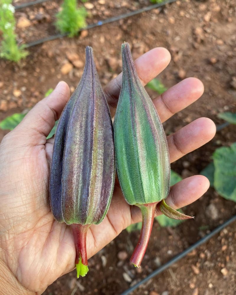 Okra: The Southern Humidity Superstar
