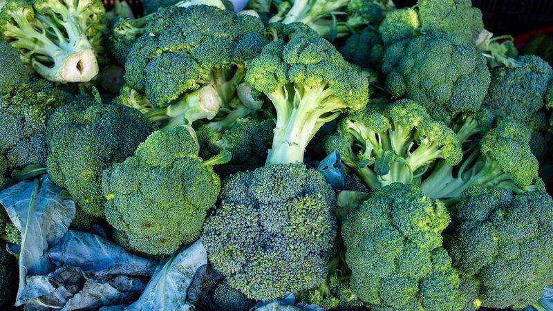 Broccoli: Twice-a-Year Performer
