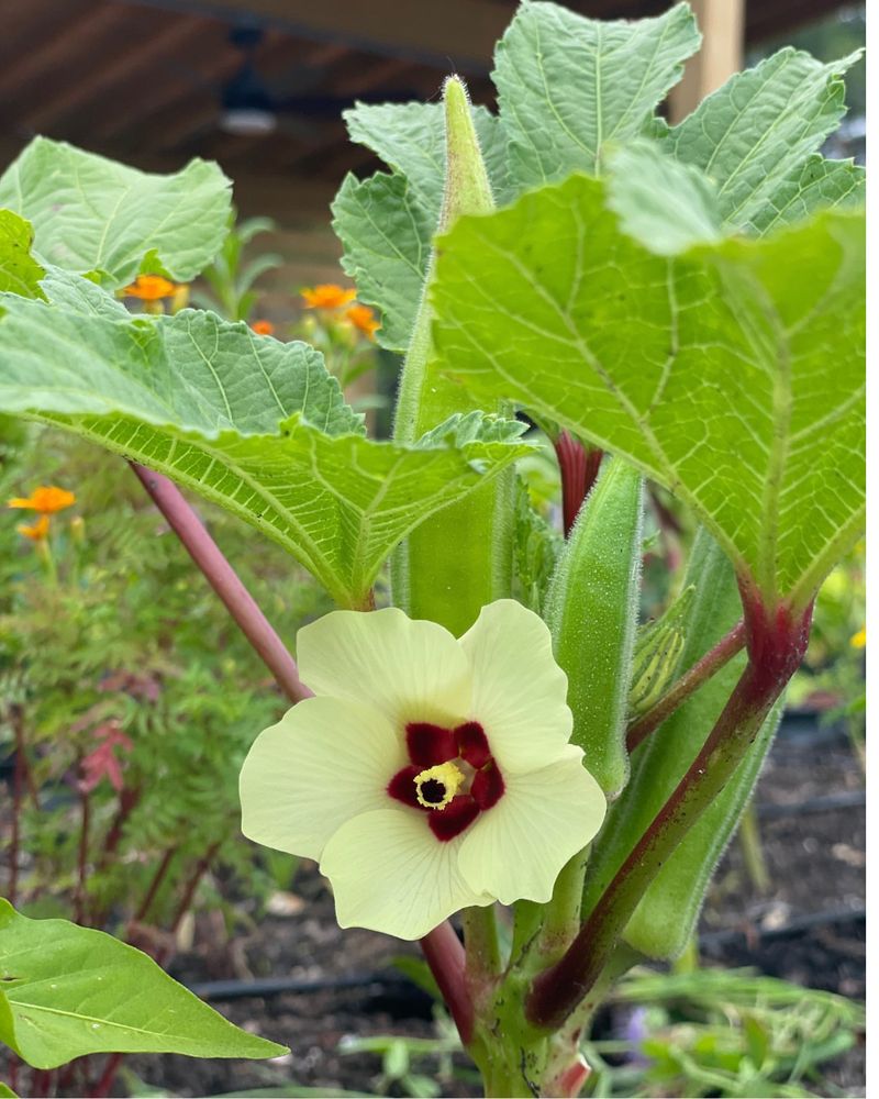Okra