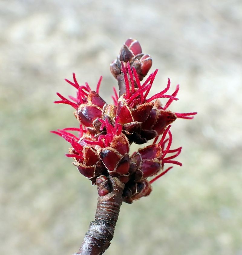 Late-Season Flower Surprise
