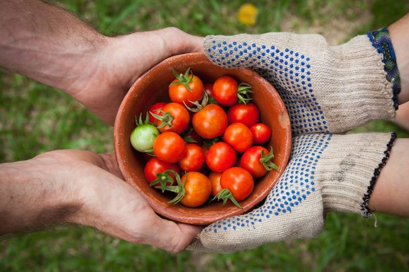 Community Tomato Sharing