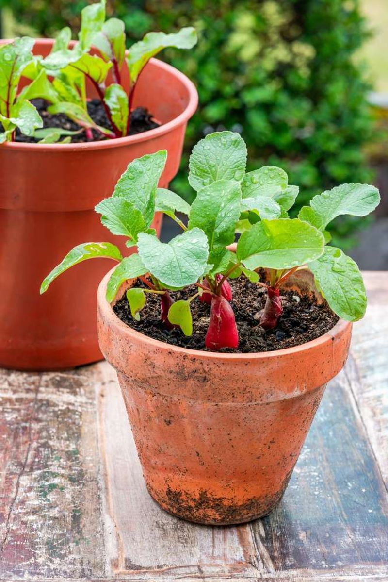 Radishes