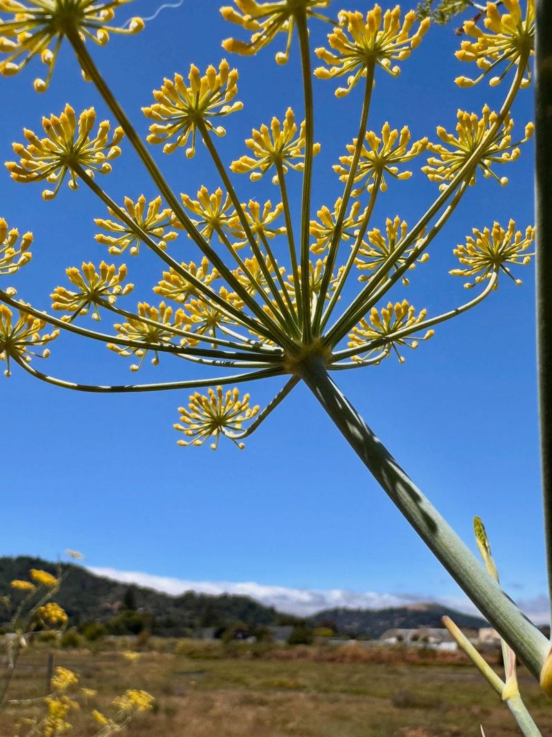 Fennel