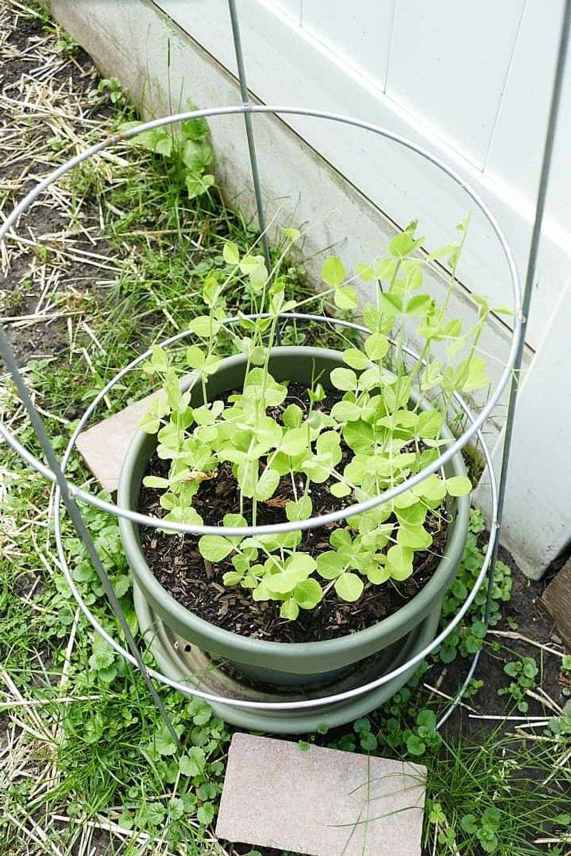 Dwarf Peas