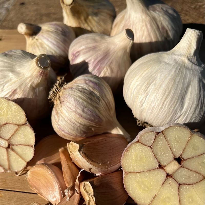 Garlic: Plant In Fall, Harvest IIn Summer