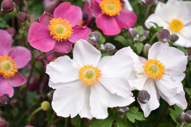 Japanese Anemone