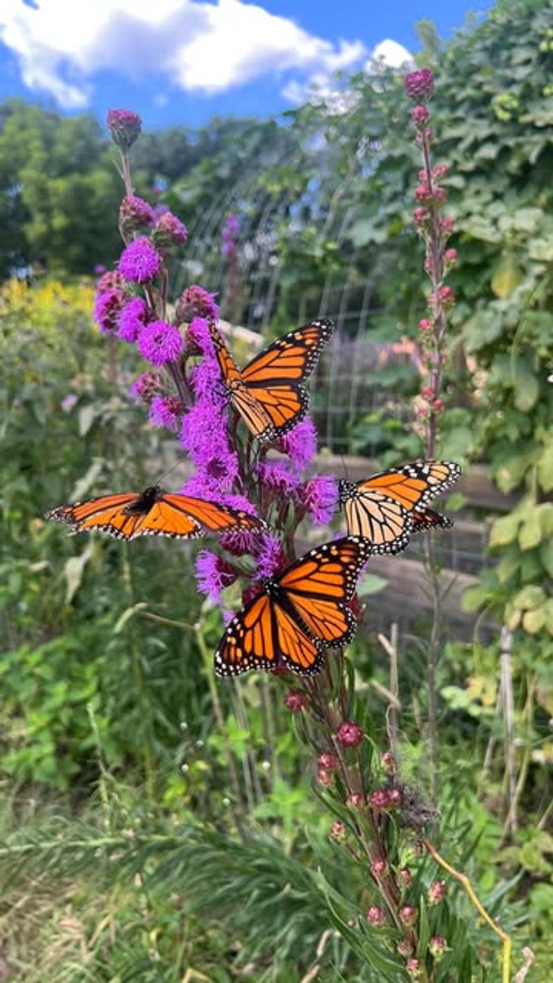 Pollinator Pathways