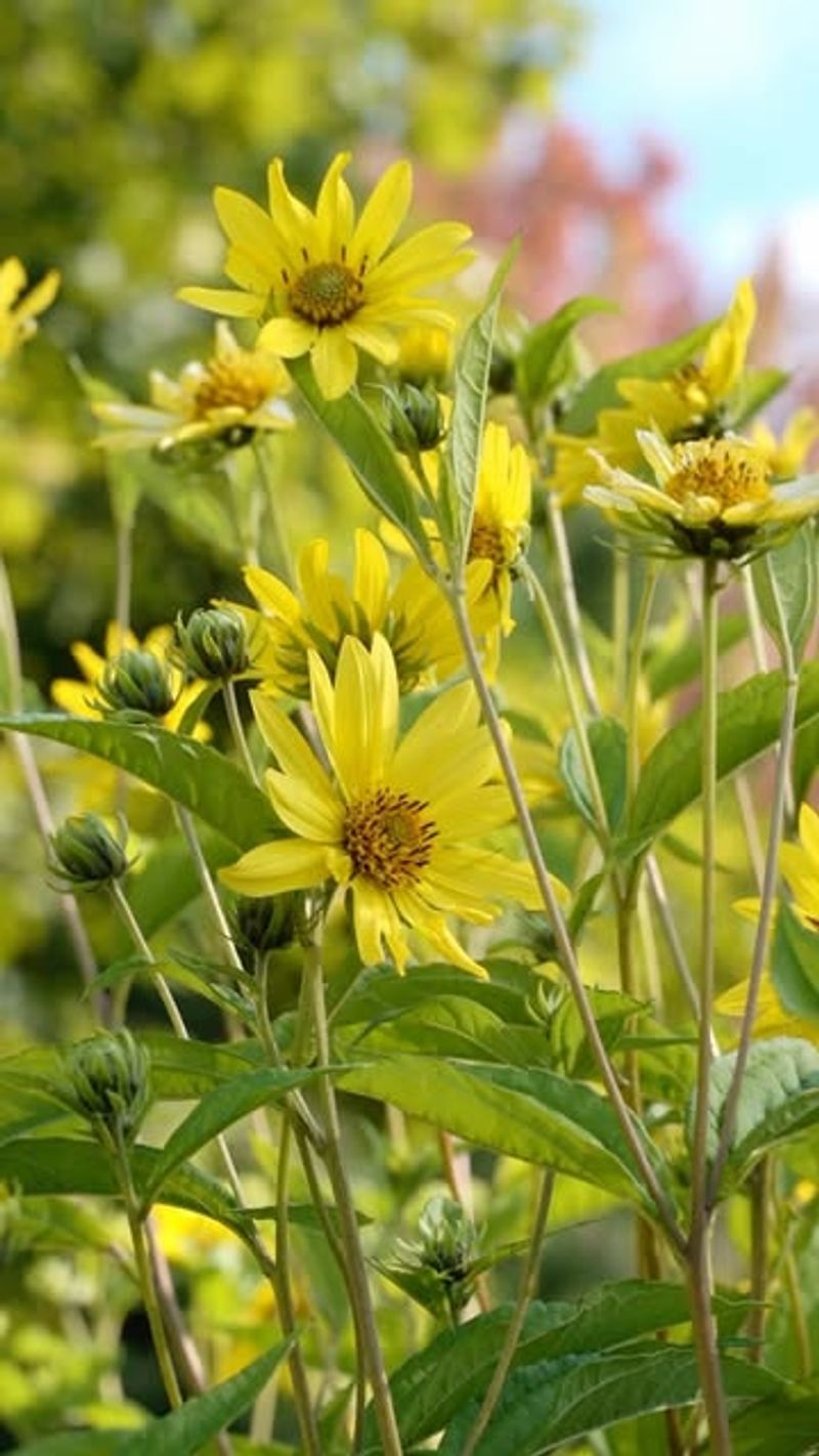 Perennial Sunflowers Extend Food Sources