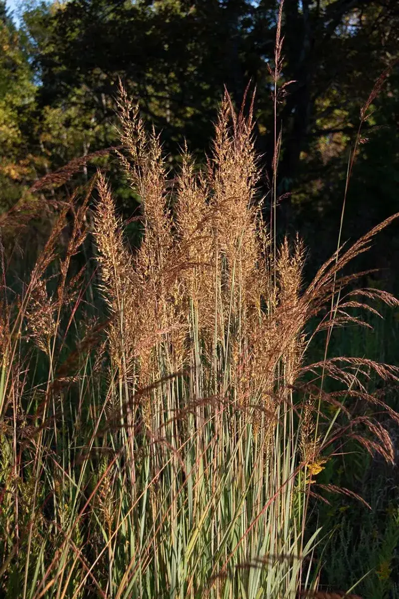 Indian Grass: The Prairie Classic
