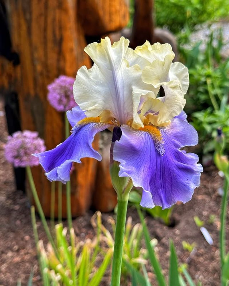 Bearded Iris: The More You Ignore, The More They Shine