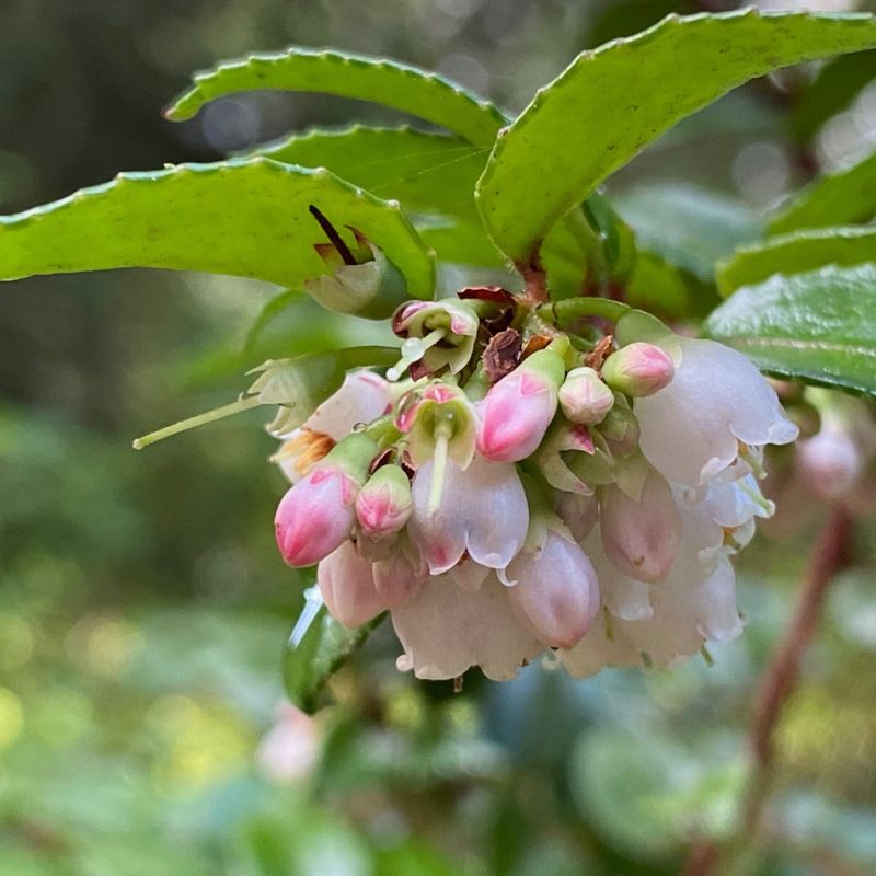 Evergreen Huckleberry