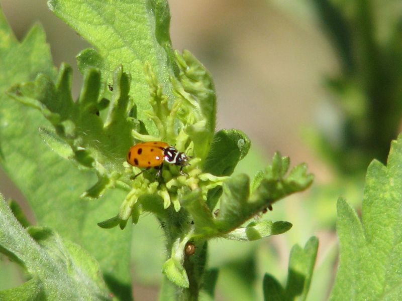 Oleander: Aphid and Scale Headquarters