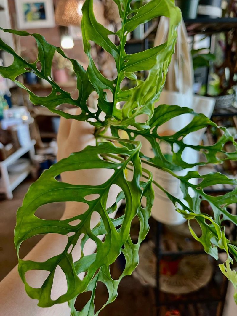 Monstera Obliqua