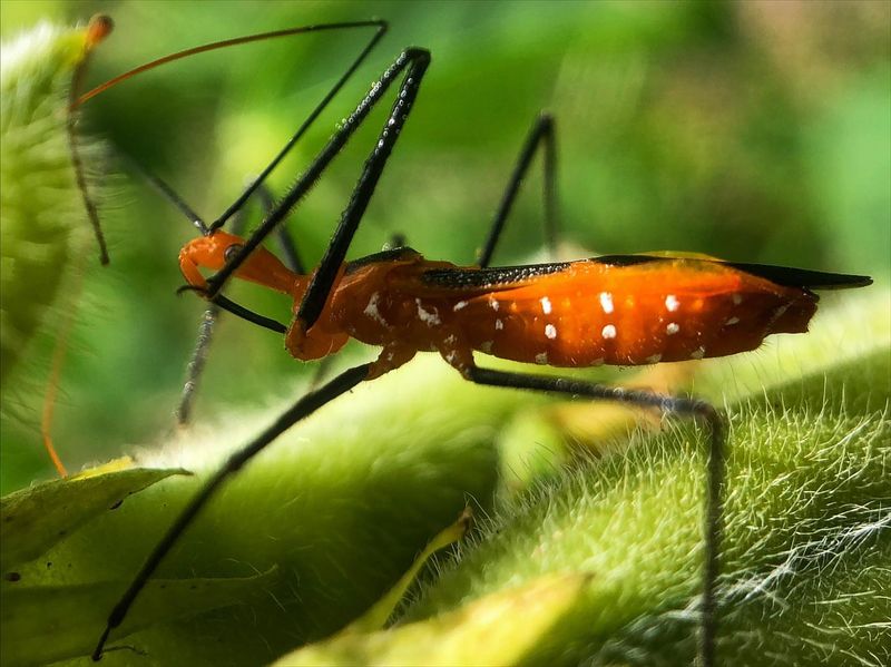 Assassin Bugs