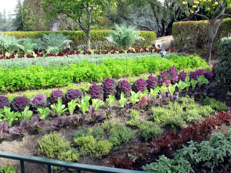 Large Vegetable Patches In Front Yards