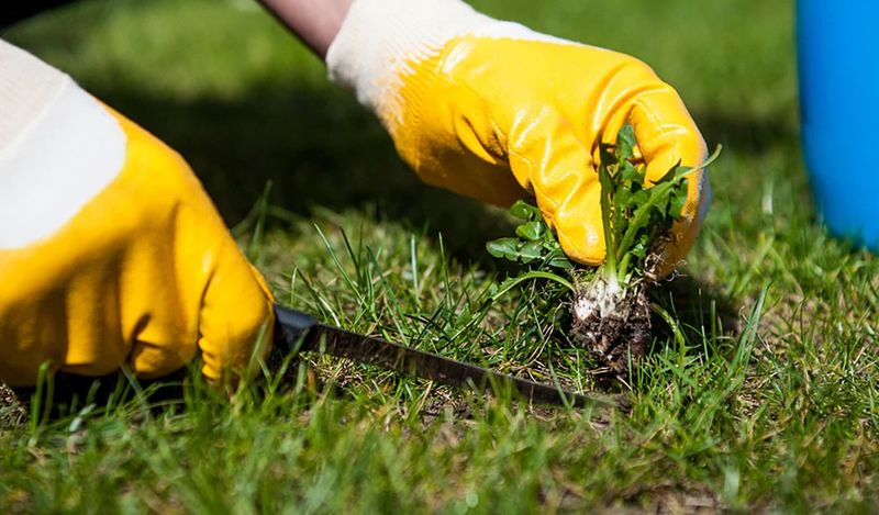 Chemical Pesticides And Herbicides