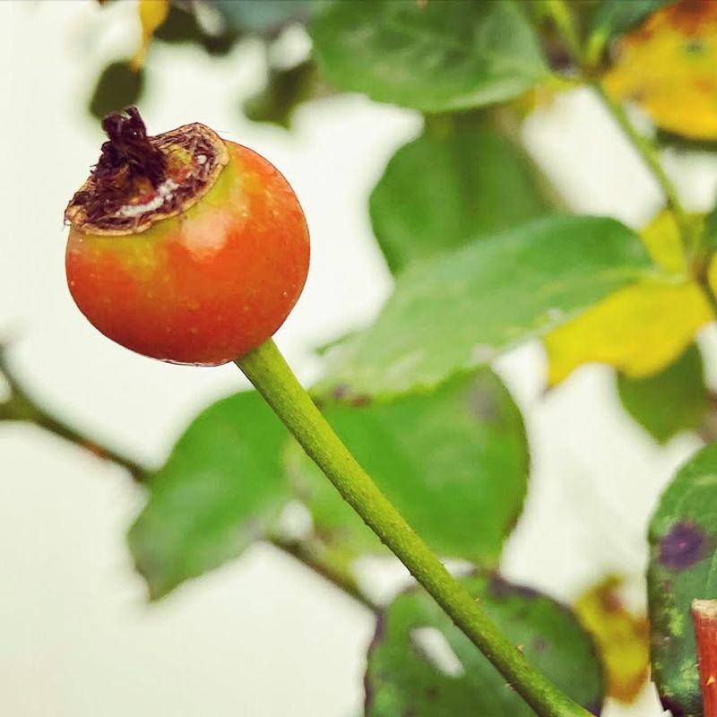 Immune-Boosting Rose Hip Tea