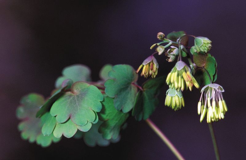Rue: The Historical Pest Deterrent