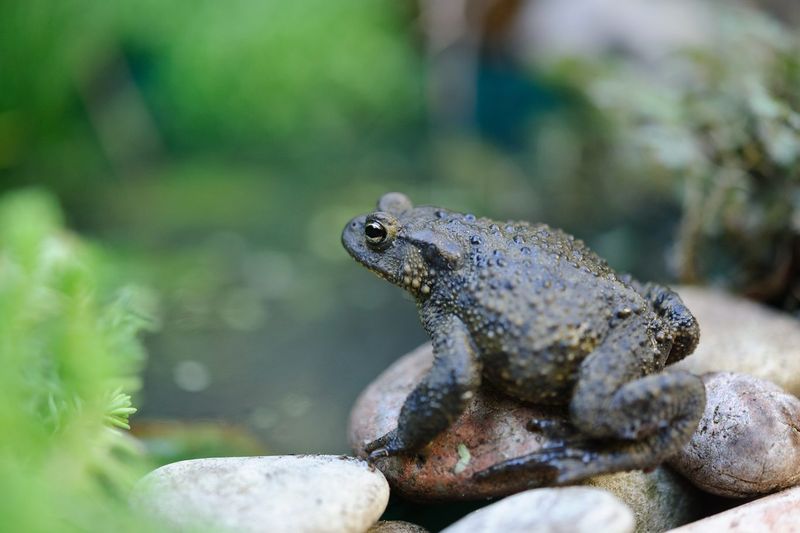 Toads Hiding Among Damp Garden Stones