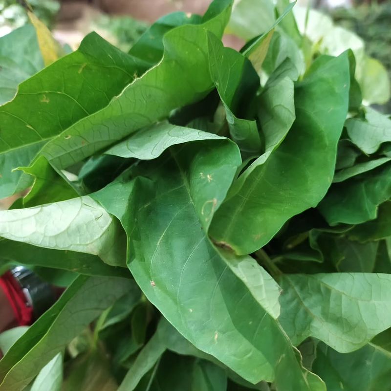 Water Spinach: The Aquatic Green Machine