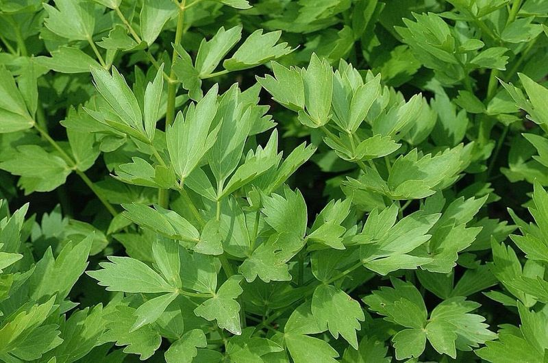 Lovage: The Forgotten Giant