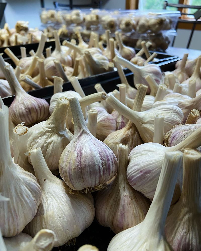 Garlic For Next Summer