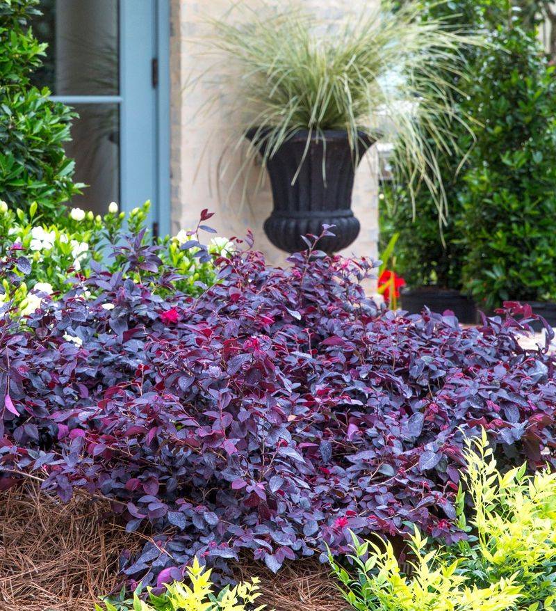 Loropetalum's Purple-Red Drama