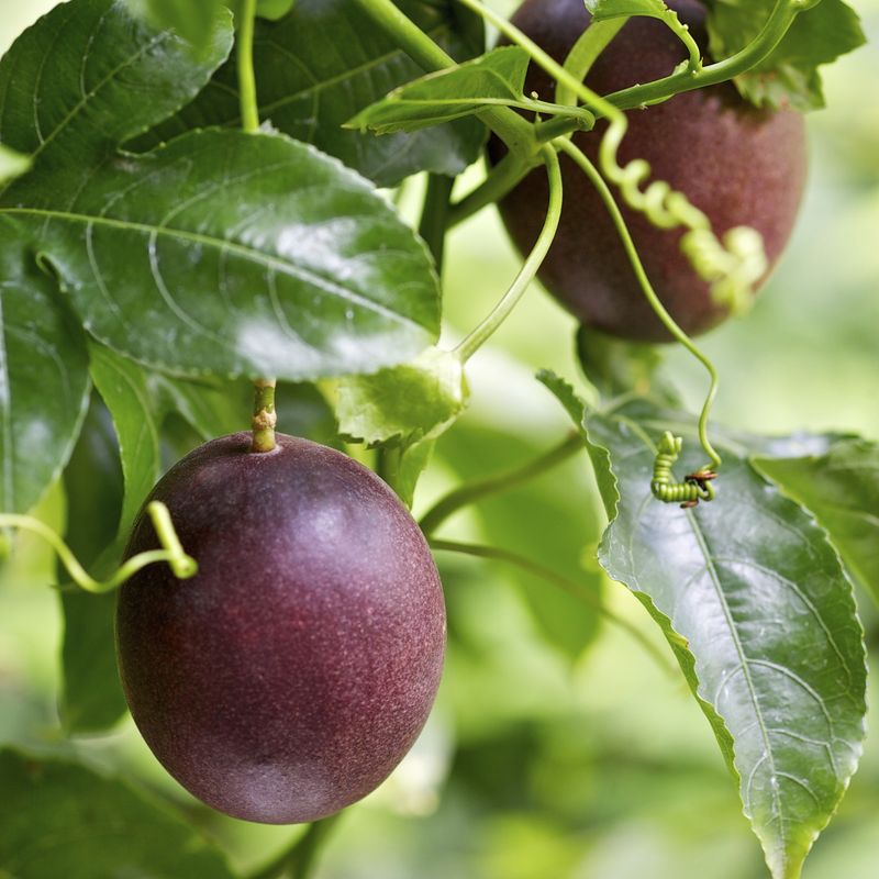 Disappointing Passion Fruit