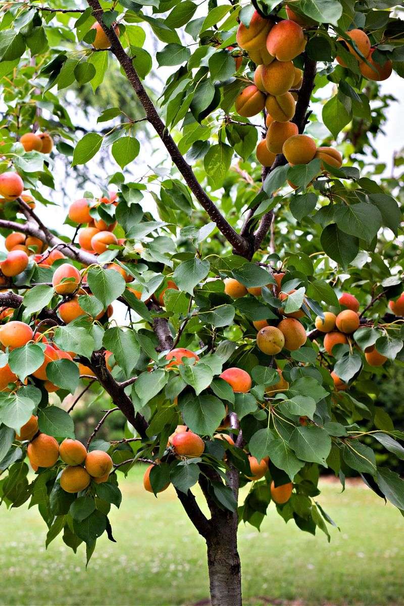 Non-Adapted Apricot Trees