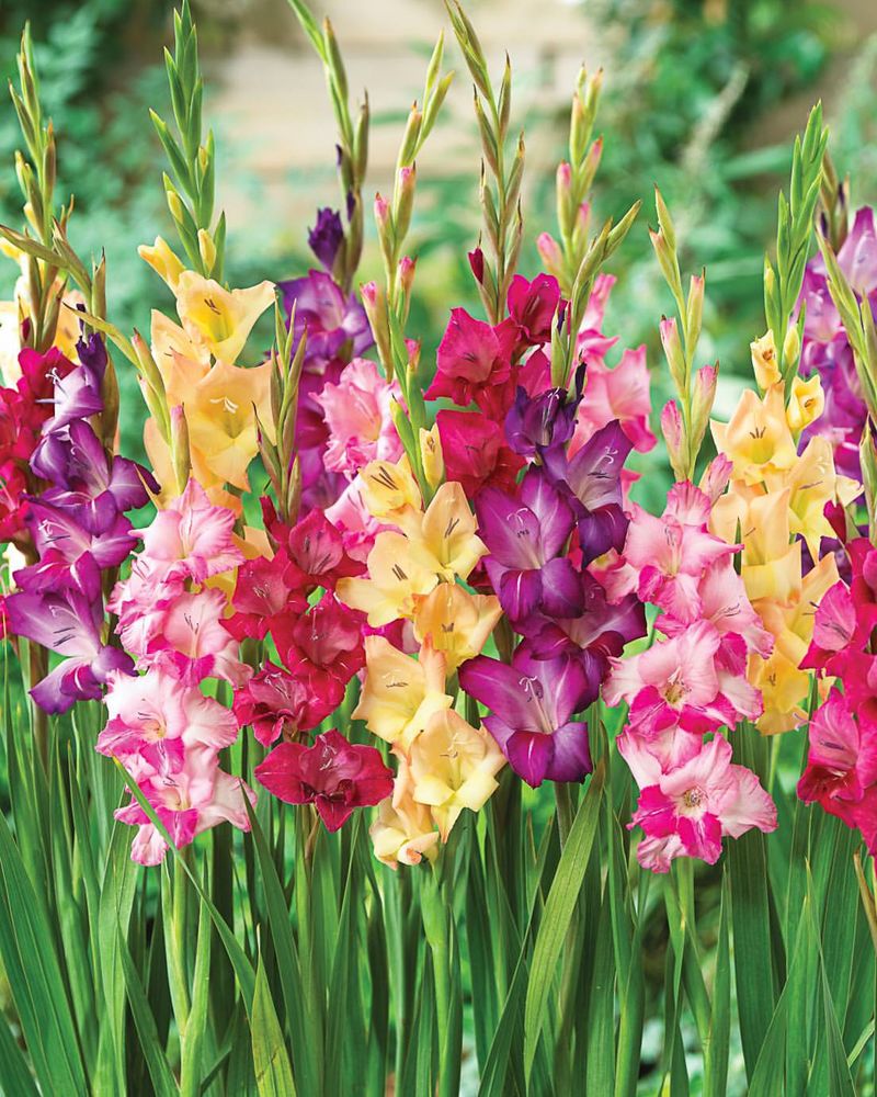 Summer-Flowering Bulbs