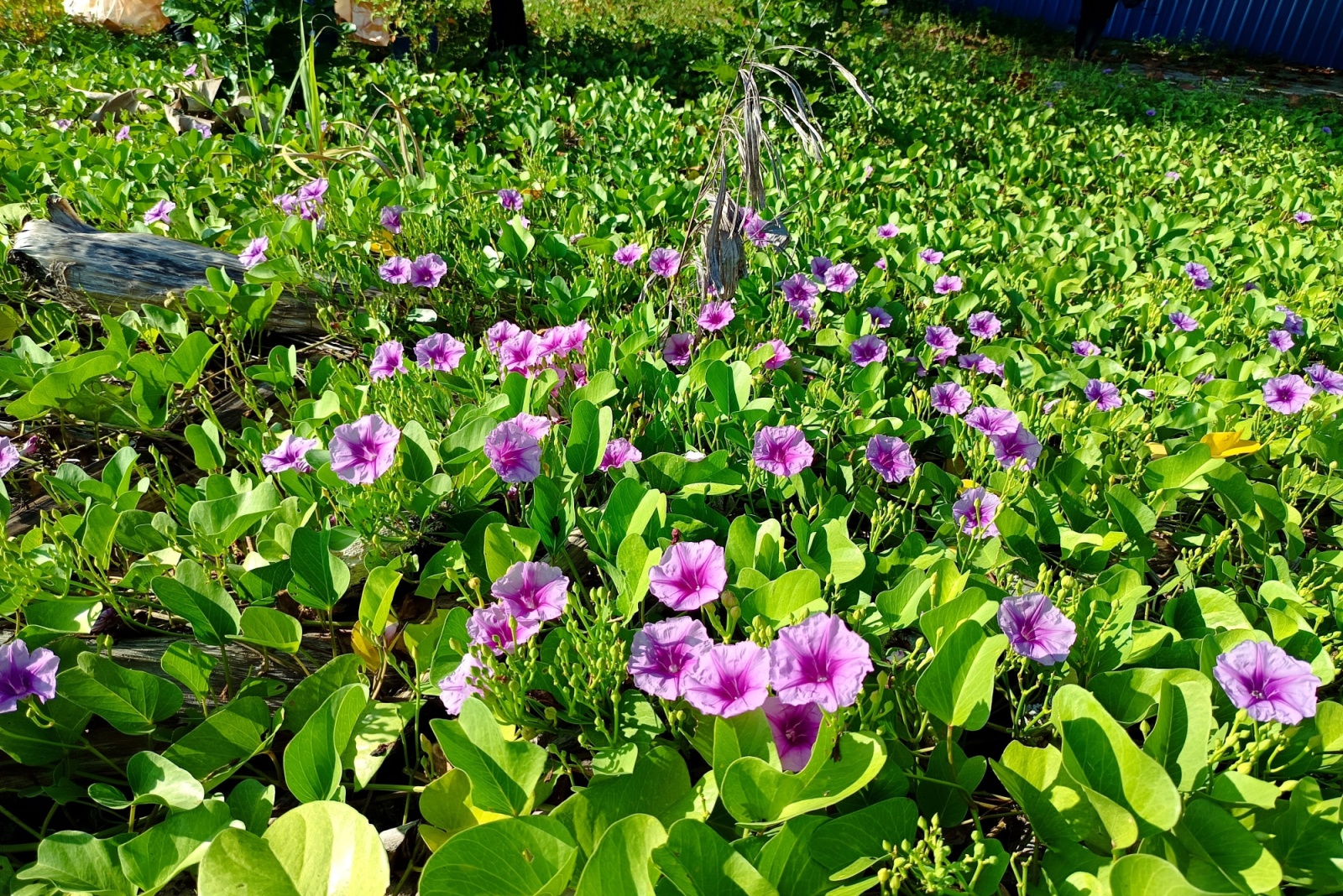 wild morning glory