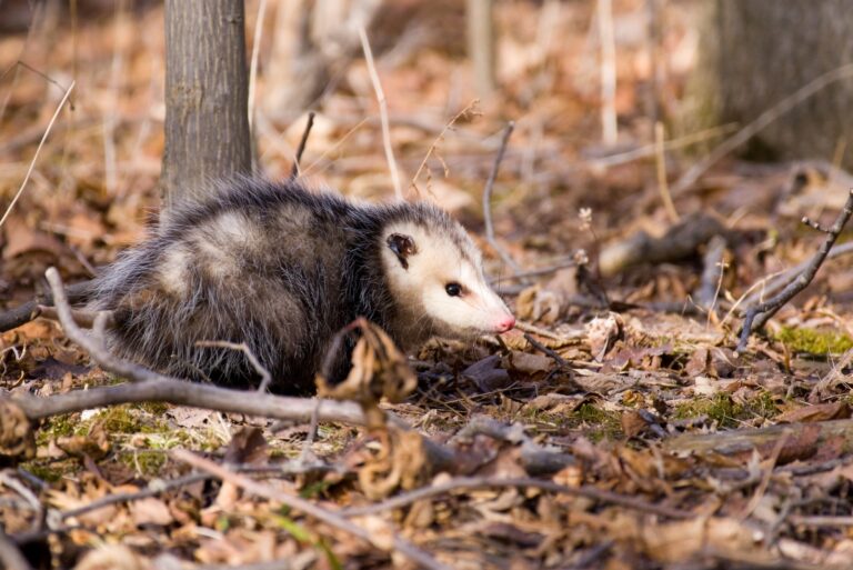 possum