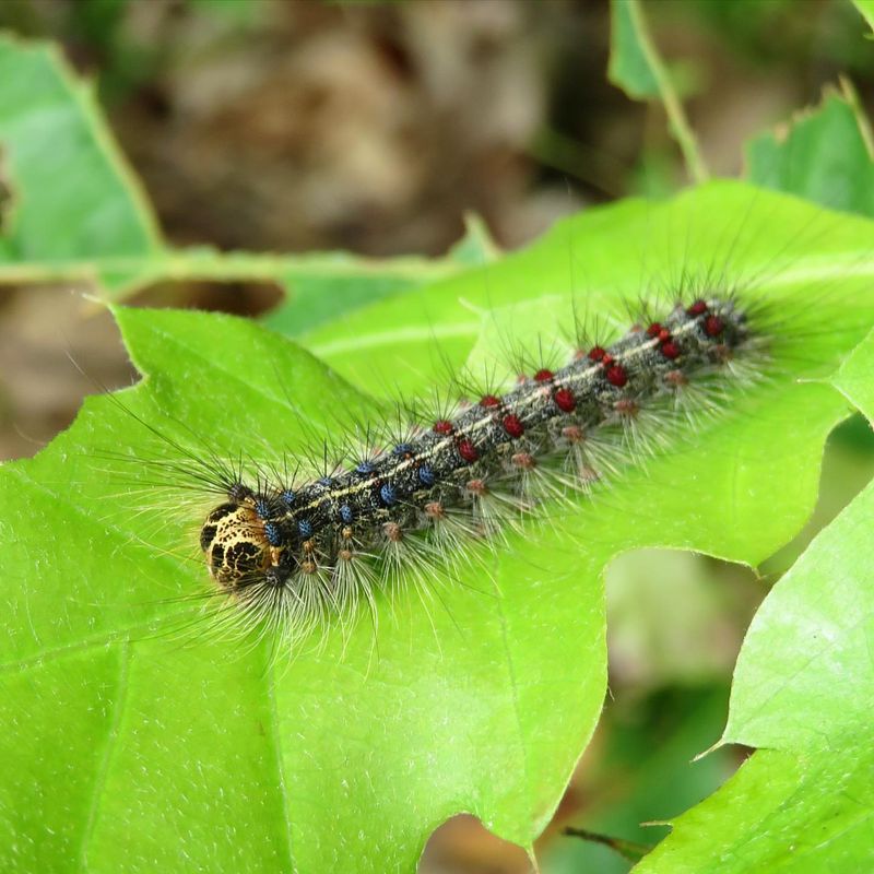 Gypsy Moth Caterpillar Defoliation