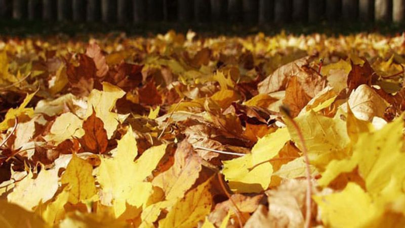 Leaf Mulch Magic