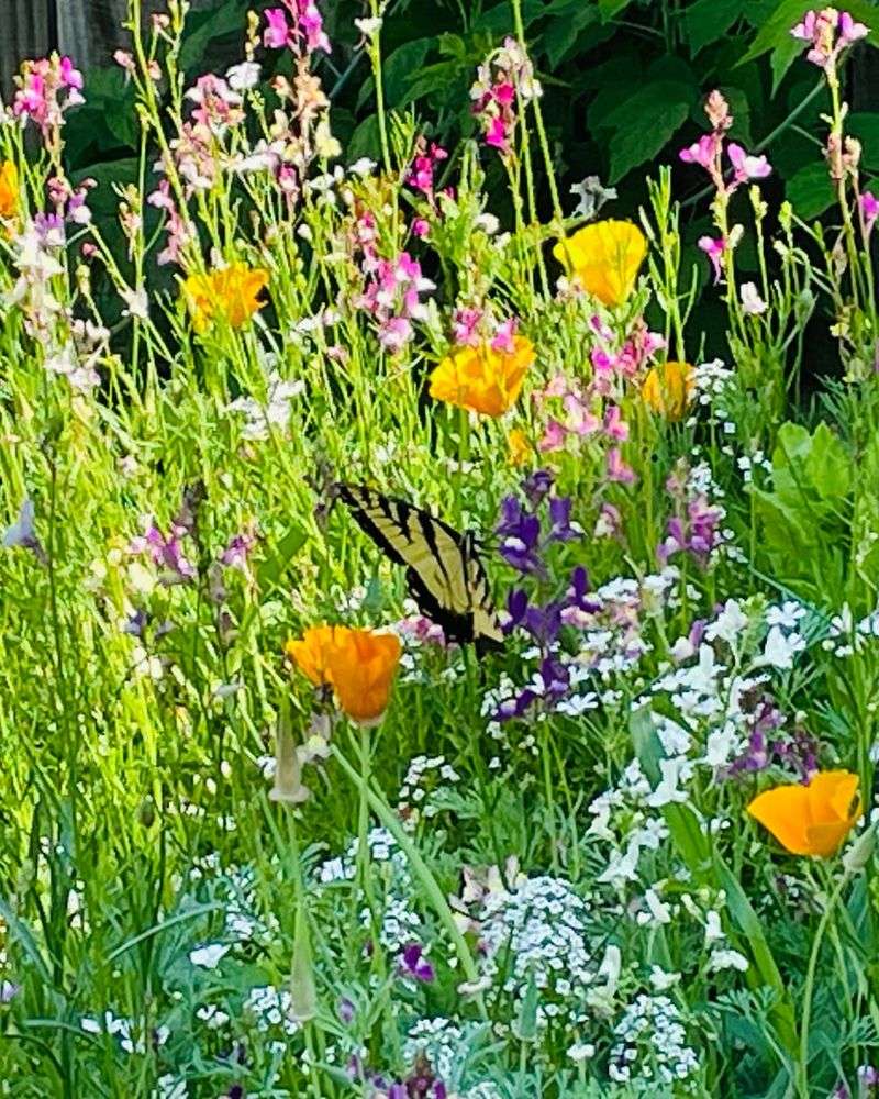 Plan Your Wildflower Mix