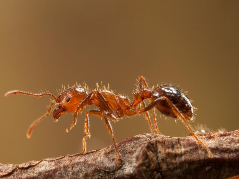 Red Imported Fire Ants In Lawn Borders