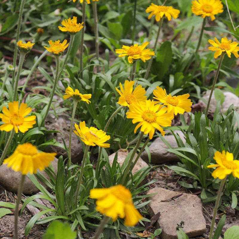 Four-Nerve Daisy: Tiny Tough Trooper