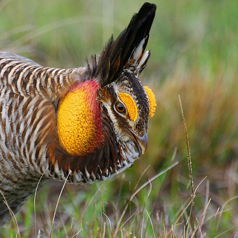 Attwater's Prairie Chickens