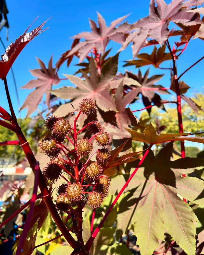 Castor Bean Tree: Home To Deadly Ricin