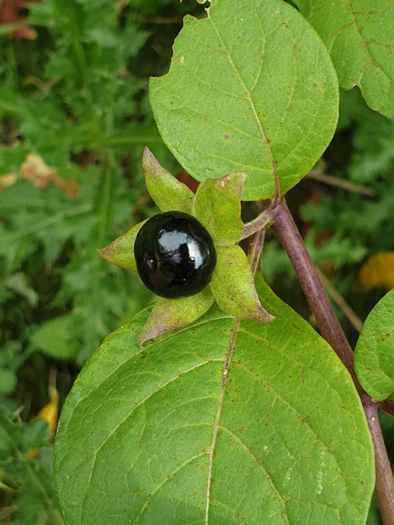 Deadly Nightshade: A Sinister Weed