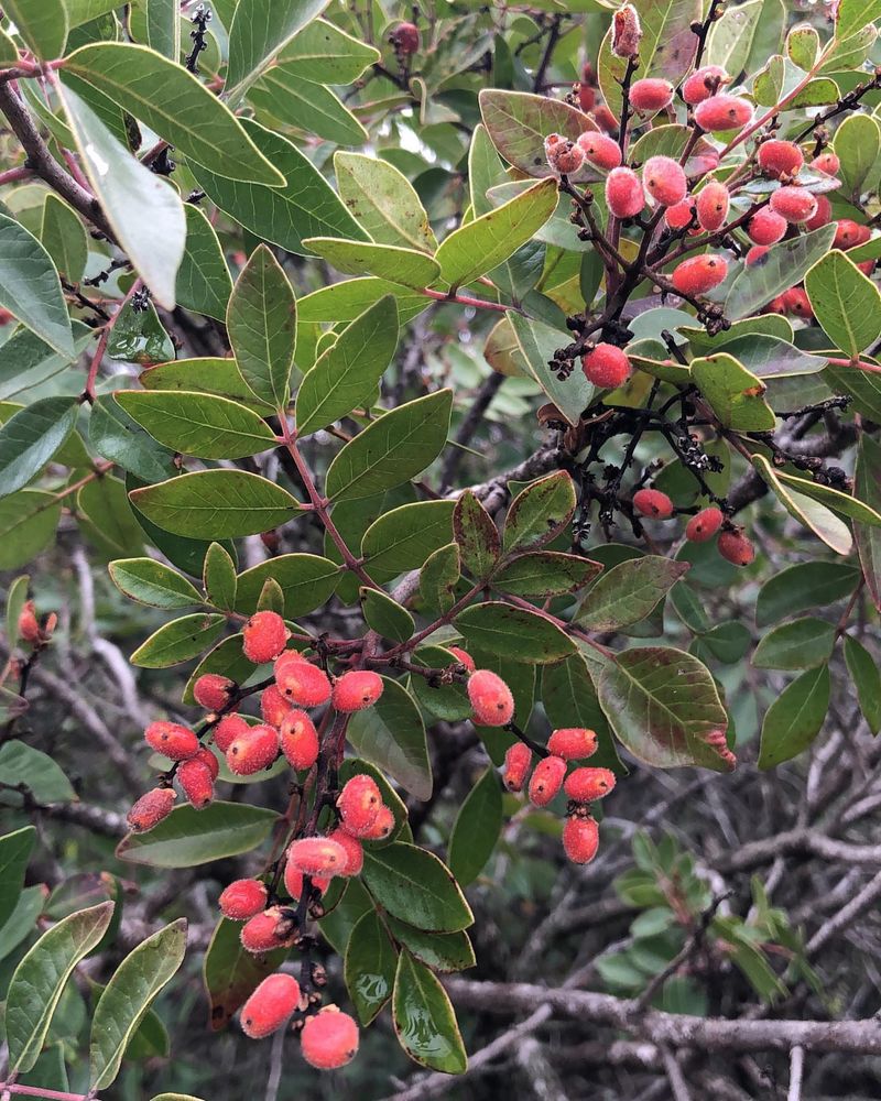 Evergreen Sumac