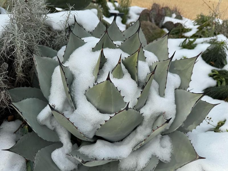 Parry's Agave