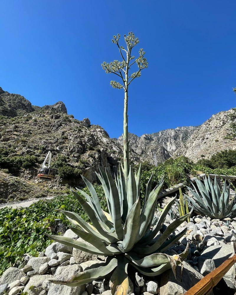 Agave: Living Sculptures For Sunny Spots