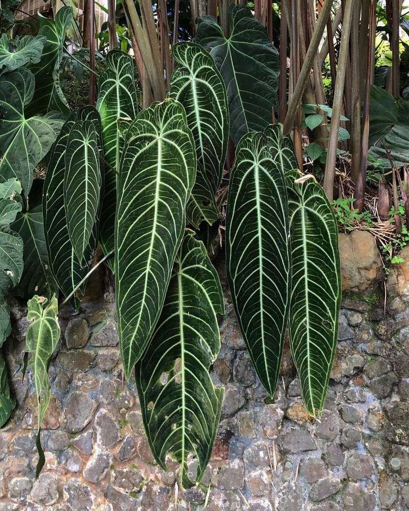 Anthurium Warocqueanum