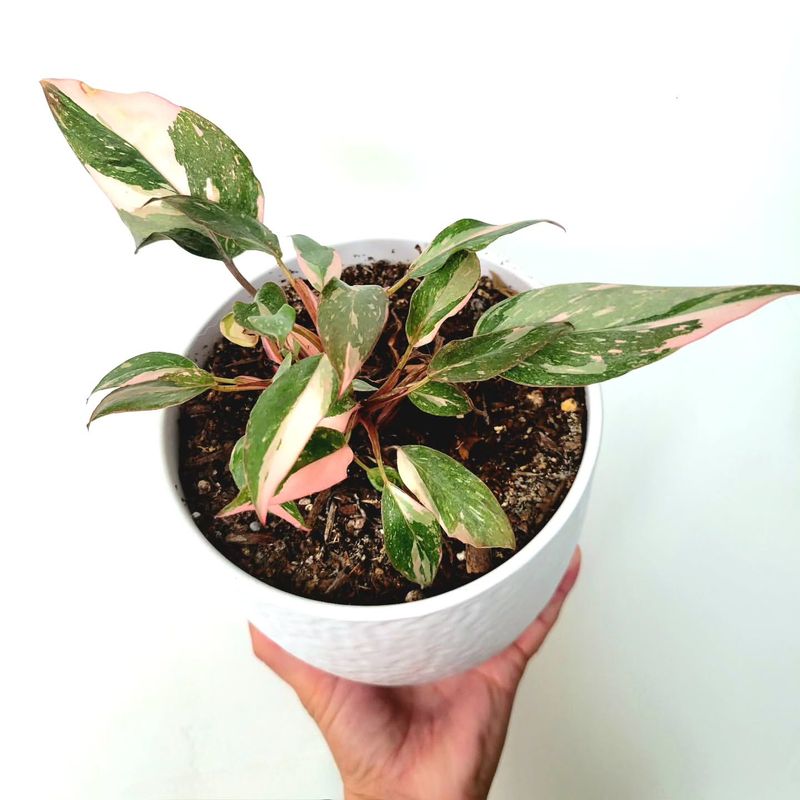 Philodendron Pink Congo