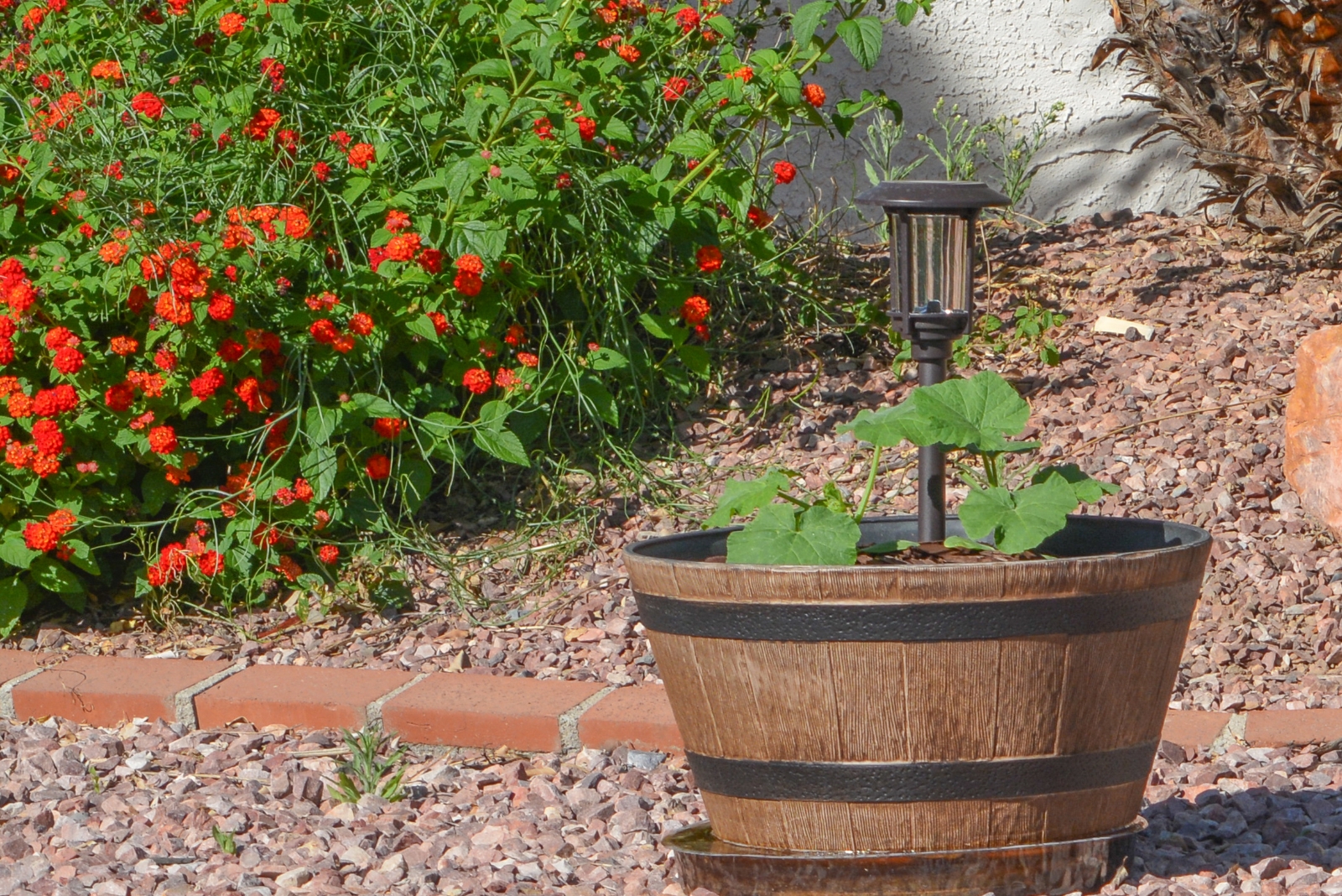 garden